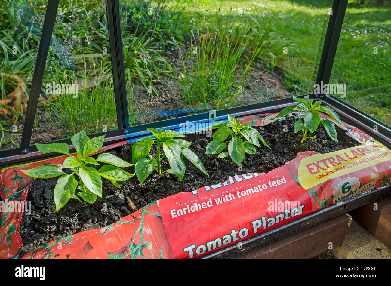 Piante di pepe in grow bag in green house Foto Stock