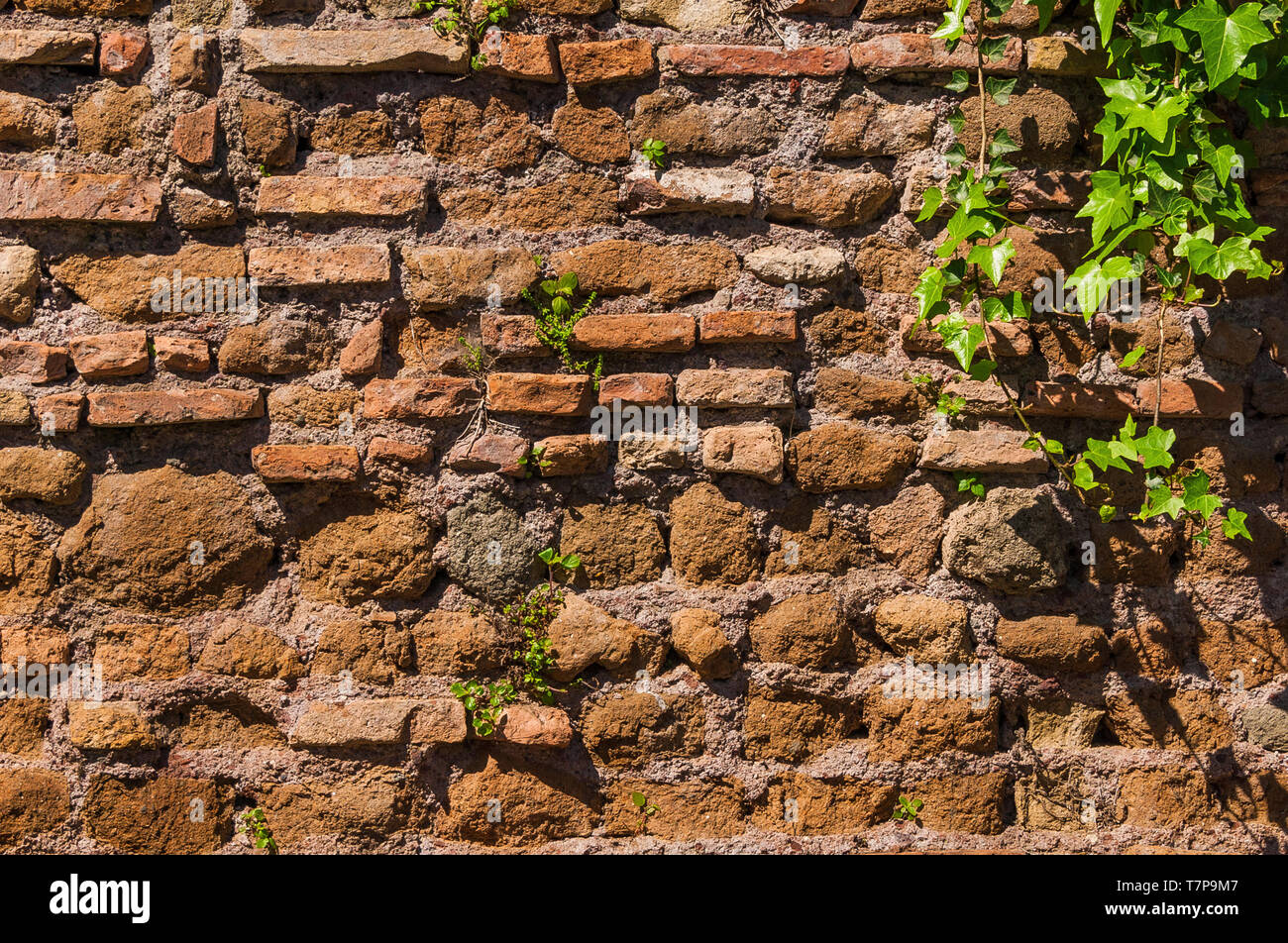 Vecchia parete composita con foglie d'edera e pianta verde su come sfondo Foto Stock