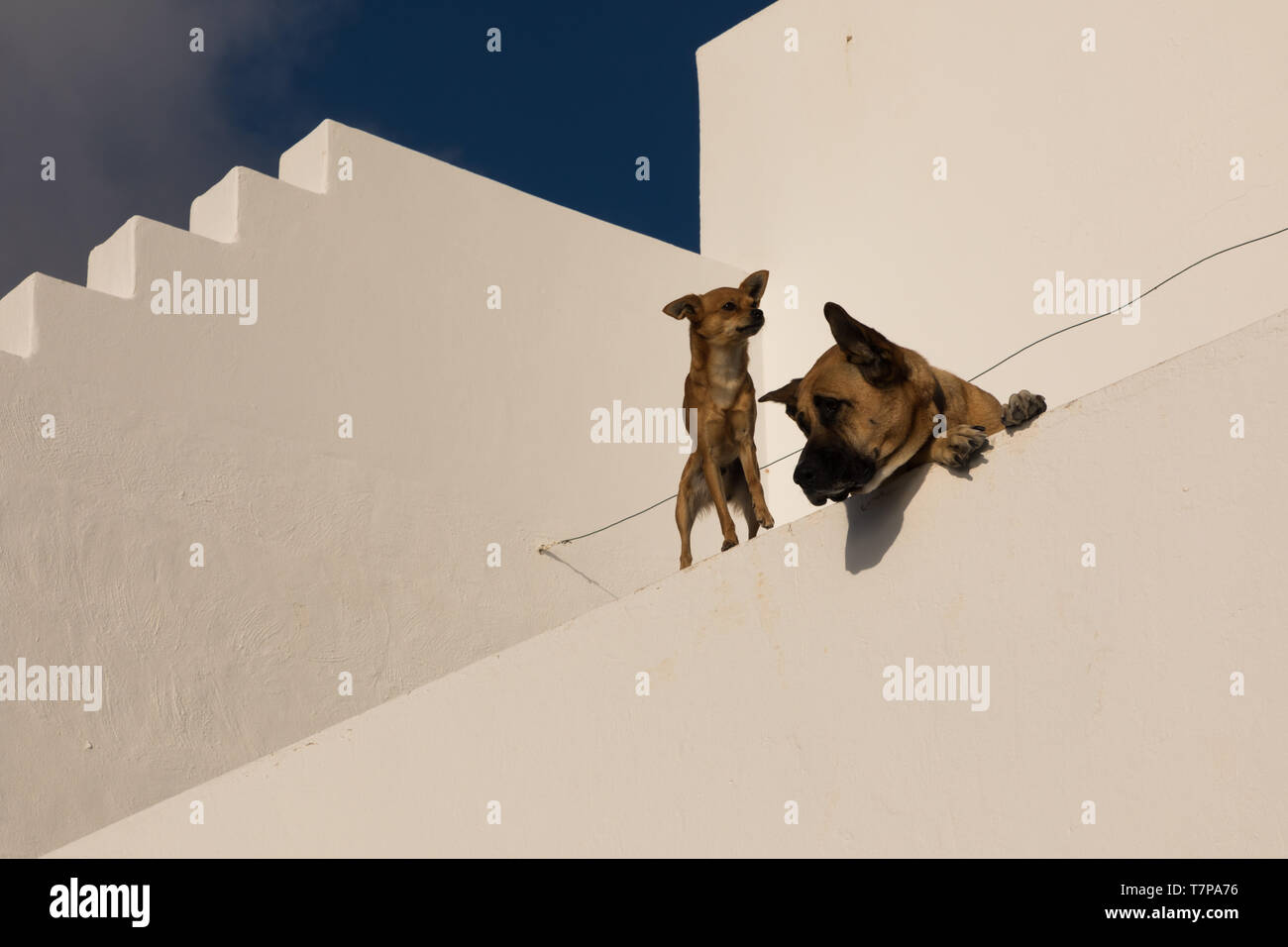 Cani guardando dal balcone su Lanzarote Foto Stock