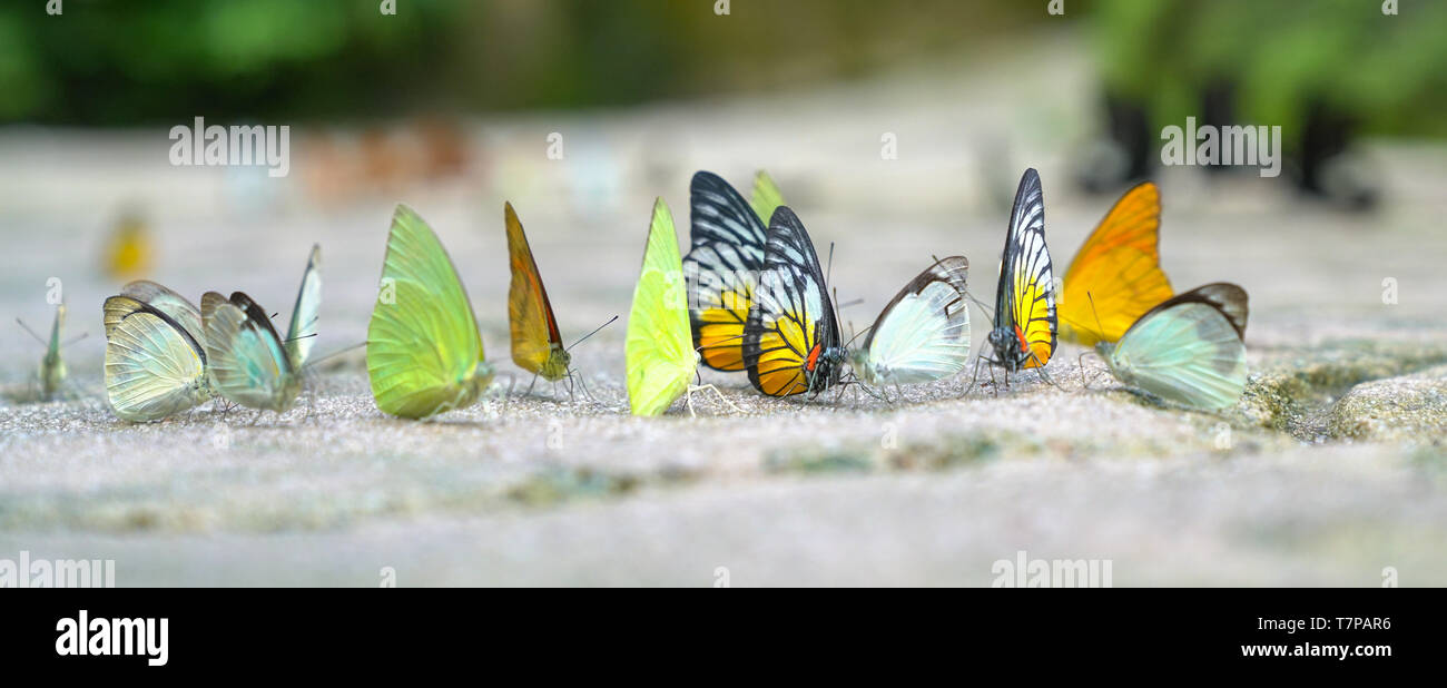 Gruppo di variopinte farfalle sul terreno, panaroma view Foto Stock