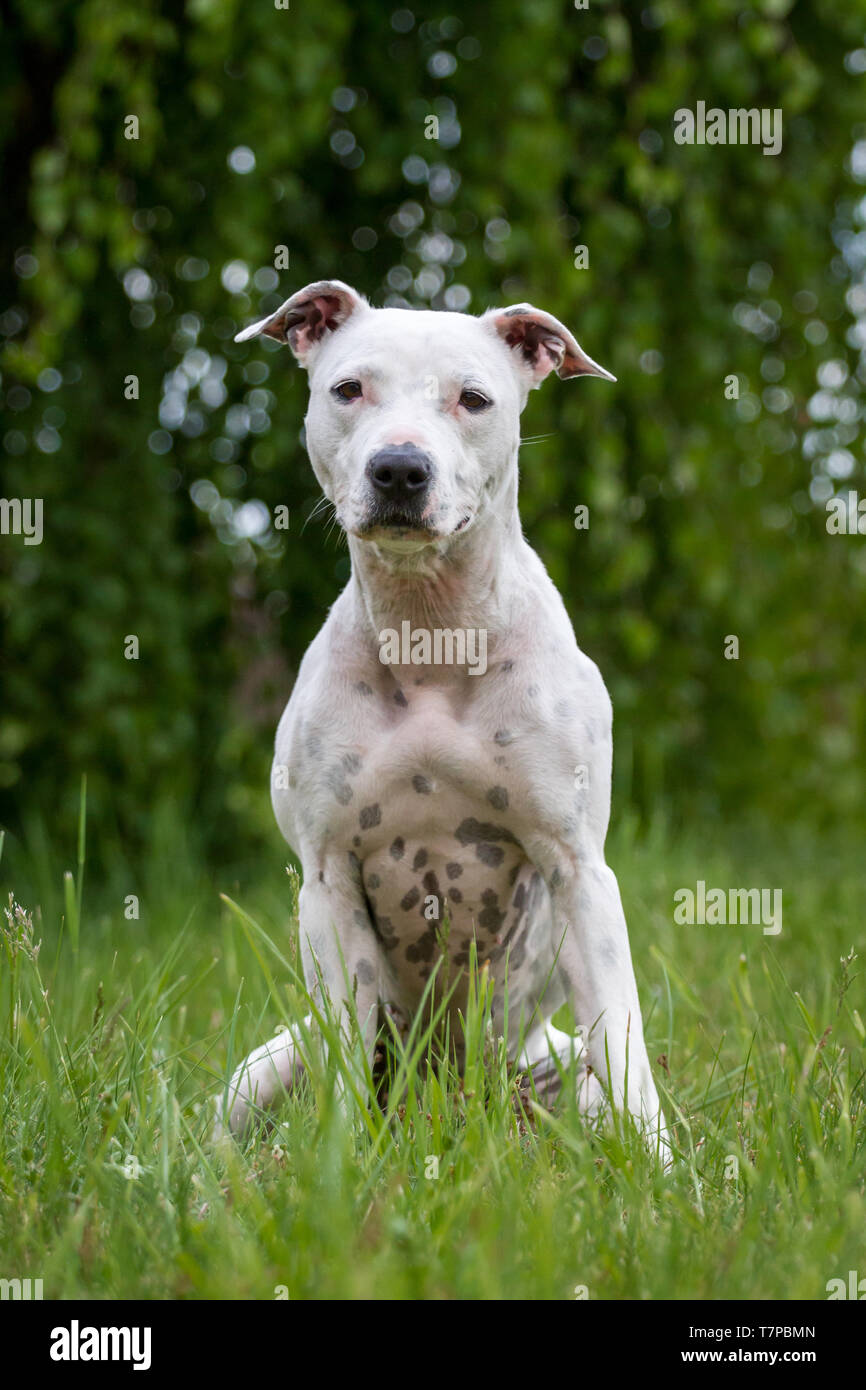 Bianco American Pit Bull Terrier cane femmina seduta nel prato Foto Stock