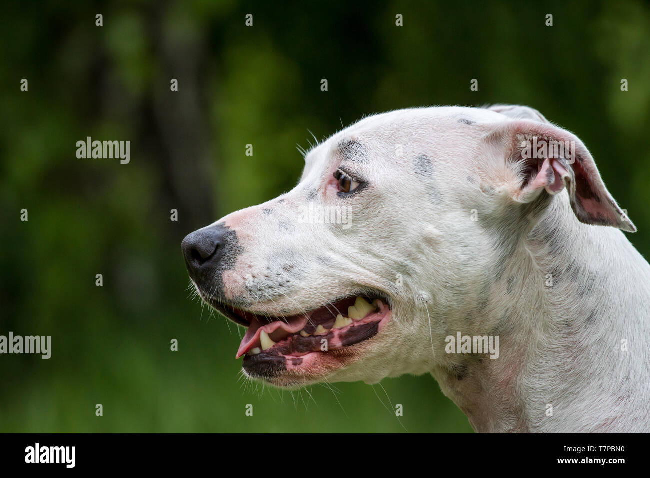 Ritratto di un bianco American Pit Bull Terrier cane femmina Foto Stock
