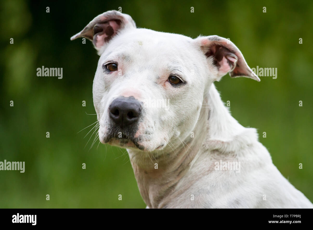 Ritratto di un bianco American Pit Bull Terrier cane femmina Foto Stock