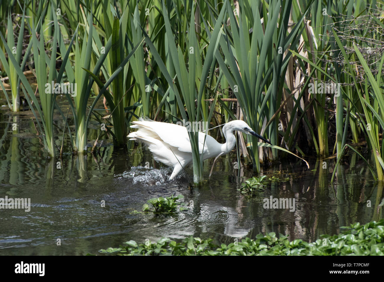 Garzetta agitazione fino l'acqua con i suoi piedi in cerca di cibo. Foto Stock