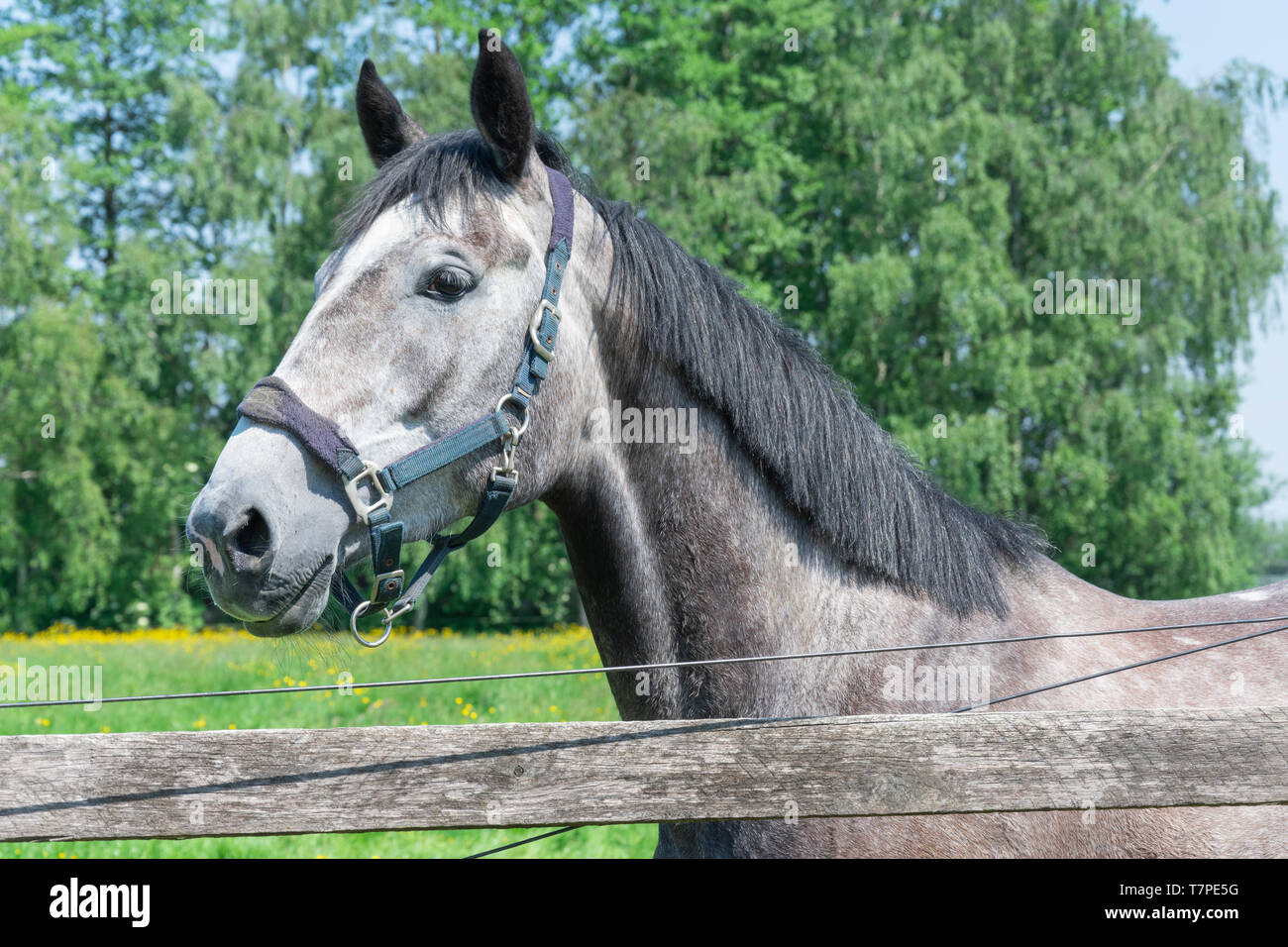 Una di colore grigio con cavallo nero Mane è nel campo Foto Stock