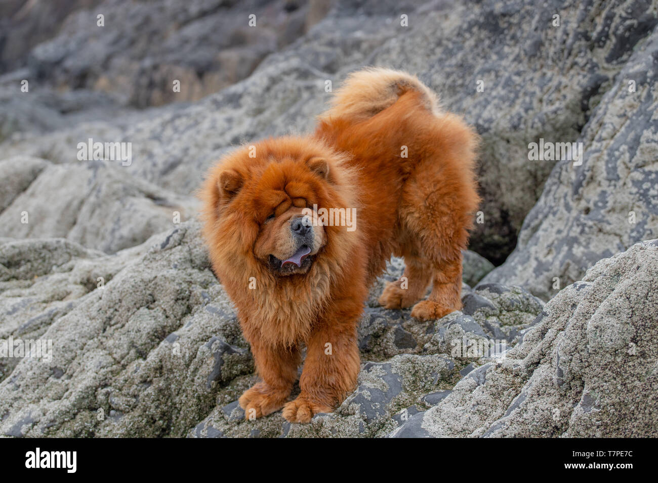 Chow Chow cane fuori durante walkies. Foto Stock