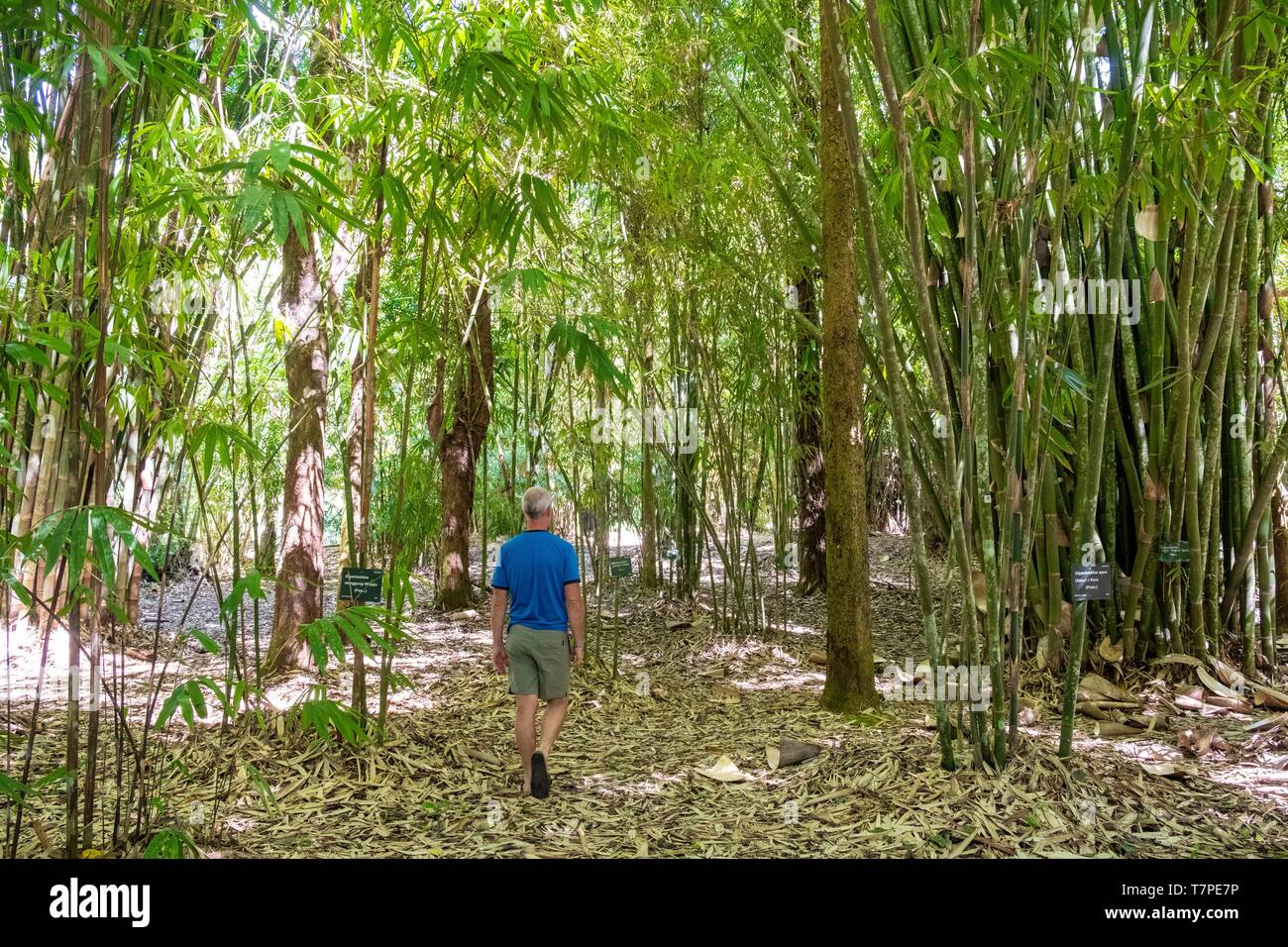 Indonesia, Bali, Centro Candikuning, il giardino botanico, il boschetto di bambù Foto Stock