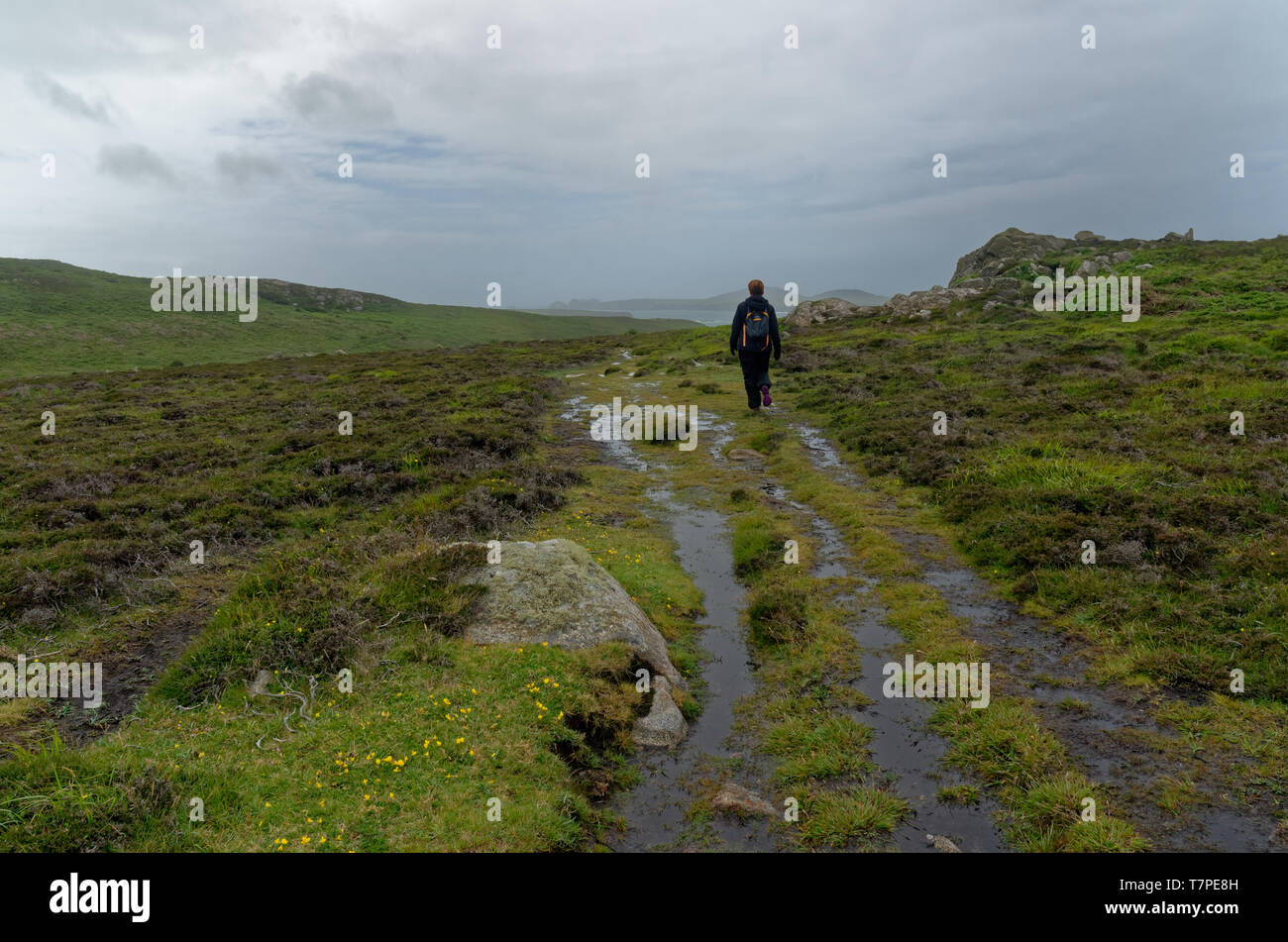 A piedi attraverso le pozze su un umido molto sezione del Pembrokeshire Coast Path, vicino a St Davids su un freddo, tetro giorno nel Galles occidentale Foto Stock