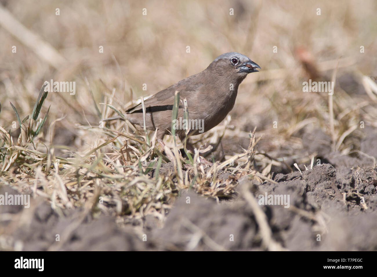 Grigio-capped social weaver (Pseudonigrita arnaudi) Foto Stock