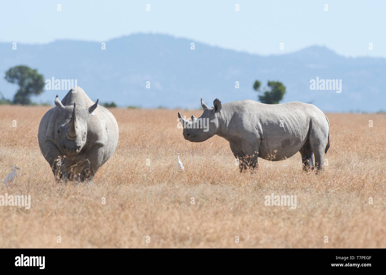 Nero o sfogliare rinoceronte (Diceros simum) madre e ben coltivate vitello Foto Stock