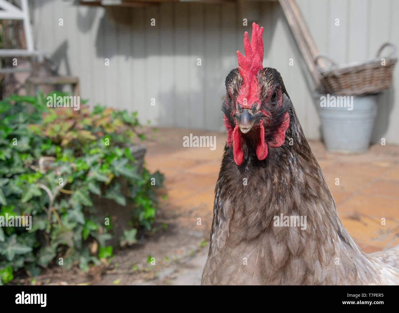 Close up di un pollo grigio che guarda dritto verso la fotocamera Foto Stock
