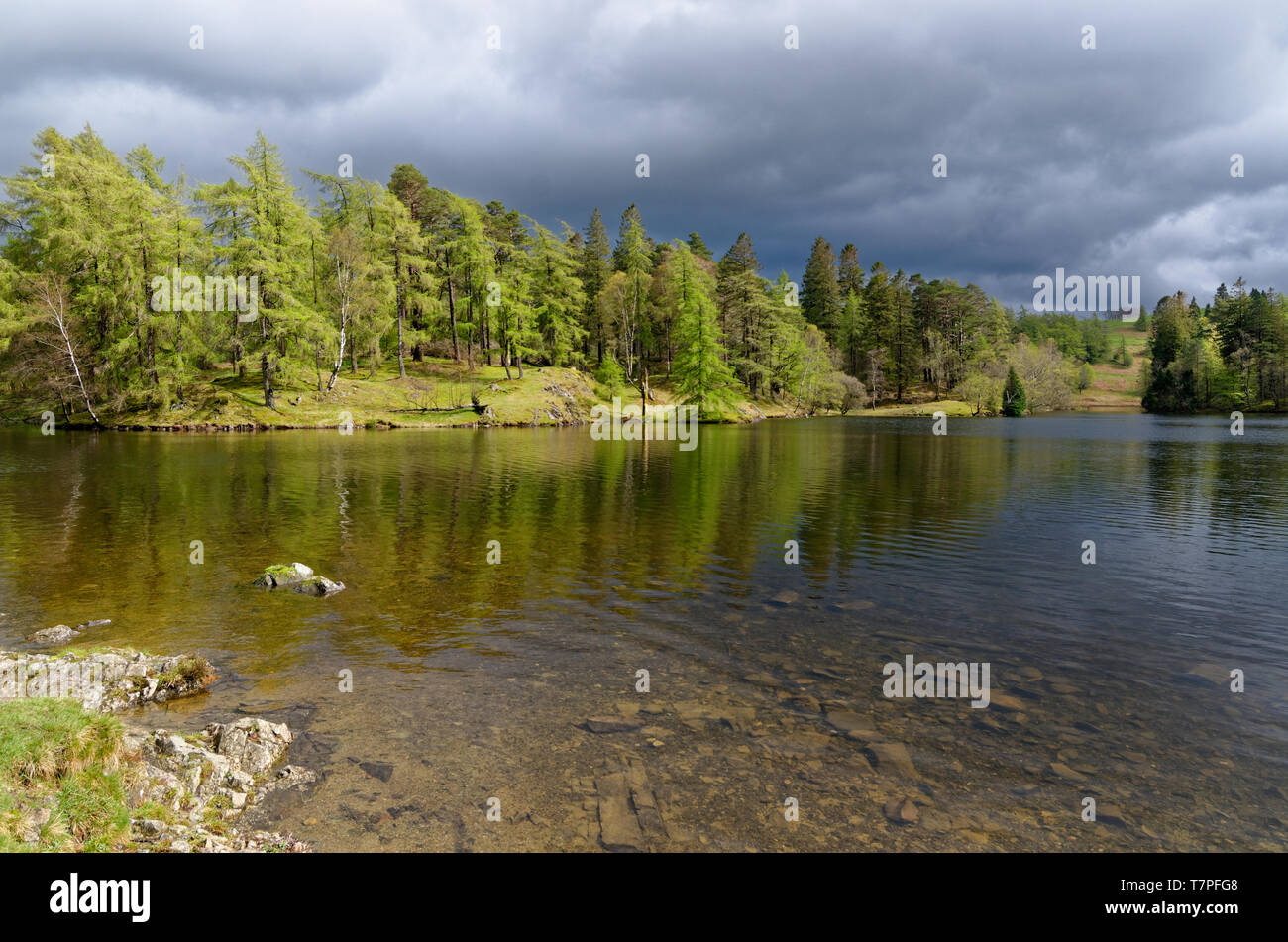 Lake District - guardando attraverso un soleggiato Tarn Hows verso il grigio scuro pioggia nuvole Foto Stock