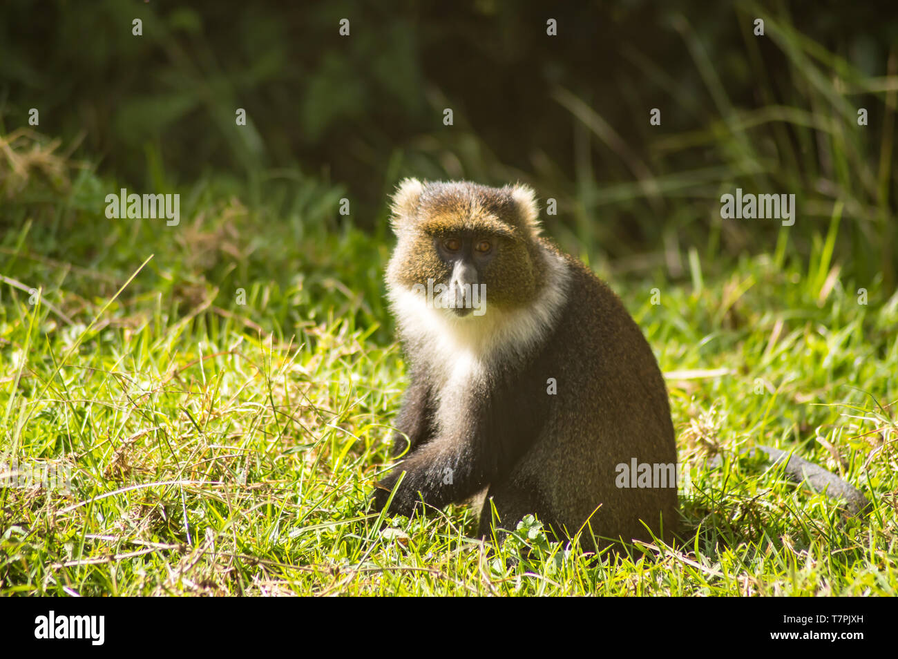 Monkey Sykes Cercopithecus frontalis seduto sull'erba nel parco nazionale di Aberdare Kenya Africa Foto Stock