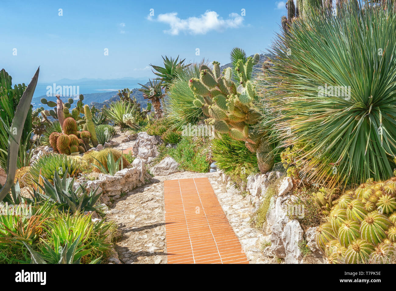 Il bellissimo giardino botanico con piante esotiche come il cactus e yucca nel villaggio di Eze in Francia Foto Stock