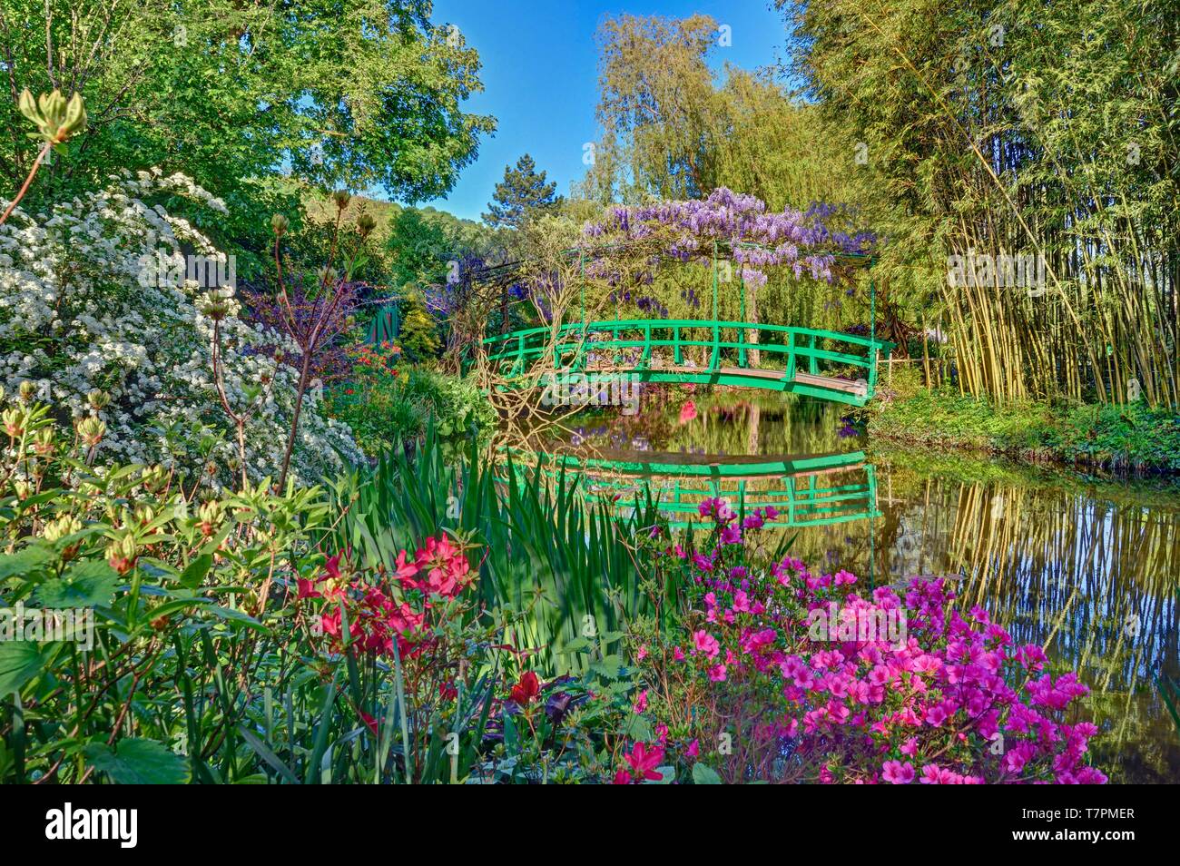 Francia, Eure, Giverny, Claude Monet Foundation, il giardino giapponesi con il glicine in fiore Foto Stock