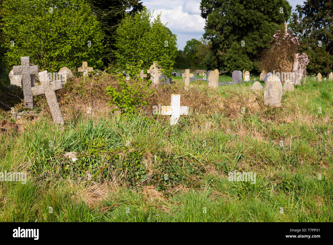 Tomba Infestata da Erbacce trasversale nella Basilica di San Pietro Chiesa cimitero, nel villaggio di Dunchurch, Warwickshire, West Midlands, Inghilterra. L'erba viene lasciato crescere Foto Stock