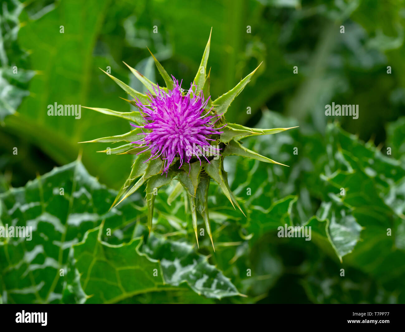 Cardo mariano Silybum marianum Foto Stock