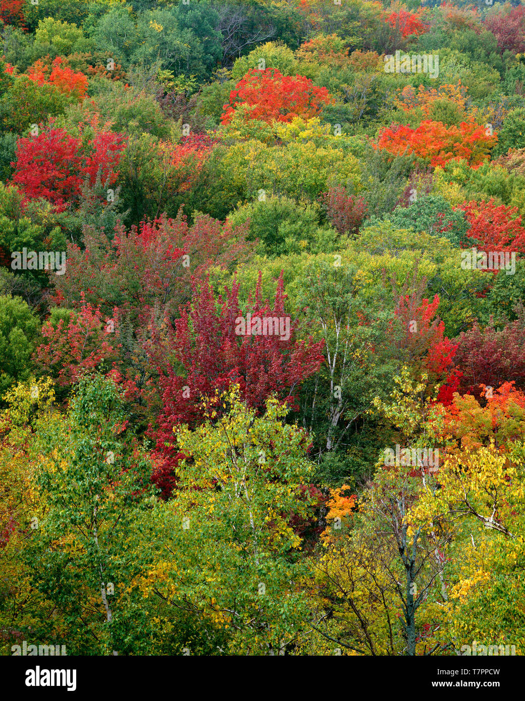 Stati Uniti d'America, New Hampshire, White Mountain National Forest, colorato di caduta di latifoglie del Nord bosco sopra il fiume Peabody. Foto Stock