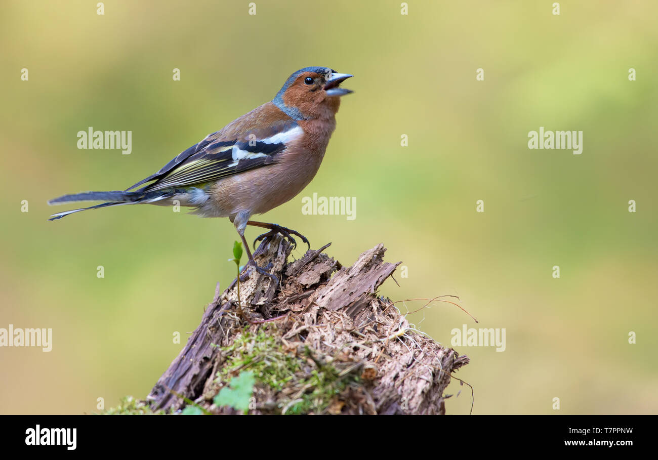 Comune maschio fringuello canta con fervido e appassionato di umore su un troncone di età Foto Stock