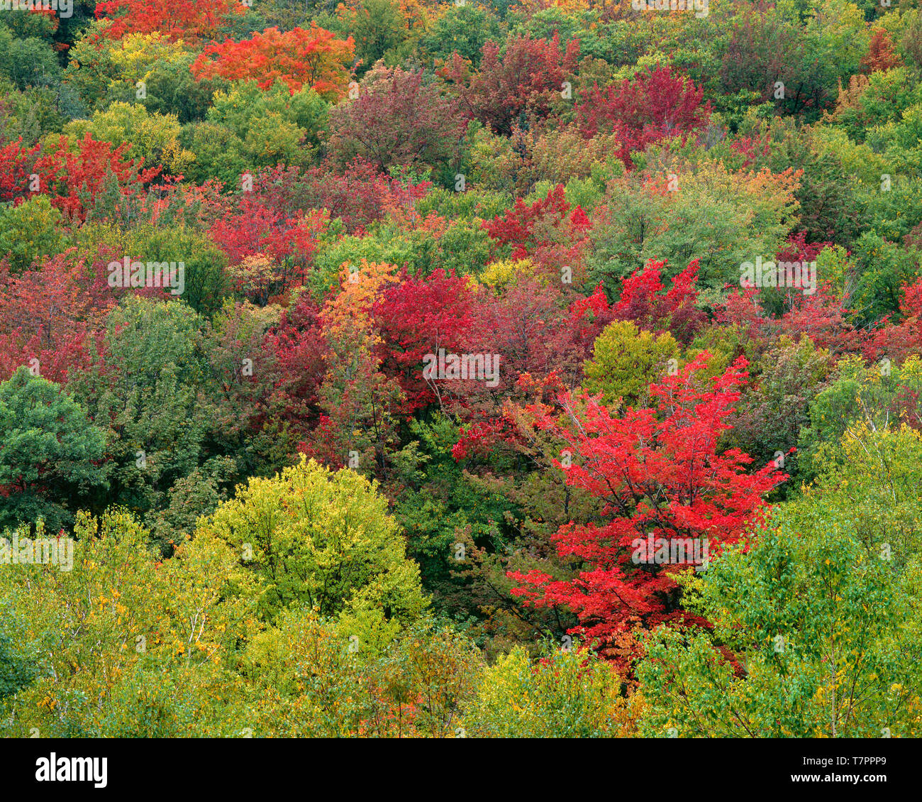 Stati Uniti d'America, New Hampshire, White Mountain National Forest, colorato di caduta di latifoglie del Nord bosco sopra il fiume Peabody. Foto Stock