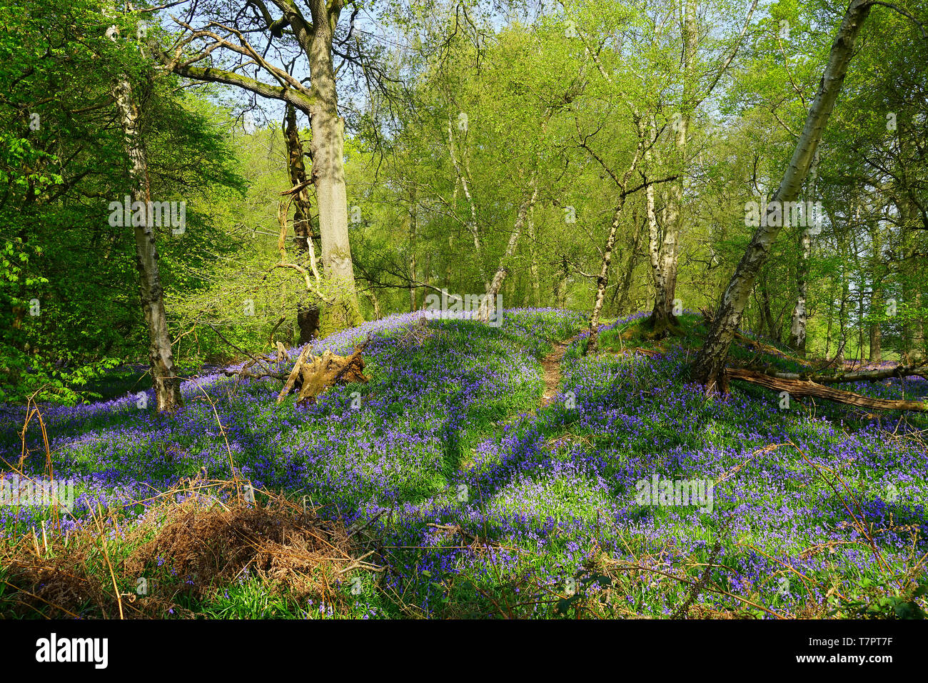 Antico tumulo in bluebells in legno Graffridge vicino a Langley, Herts Foto Stock