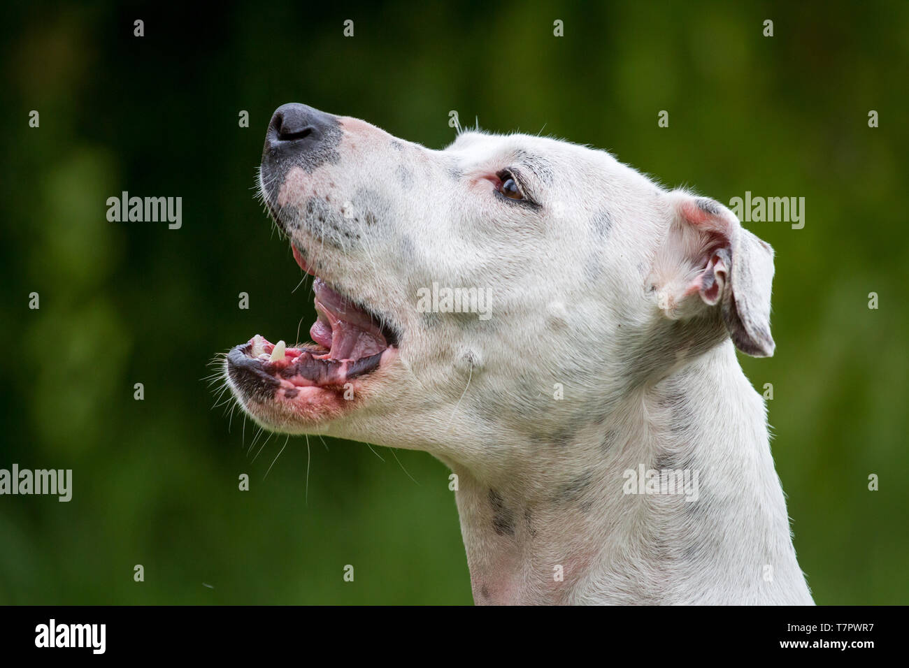 Ritratto di un bianco American Pit Bull Terrier cane femmina Foto Stock
