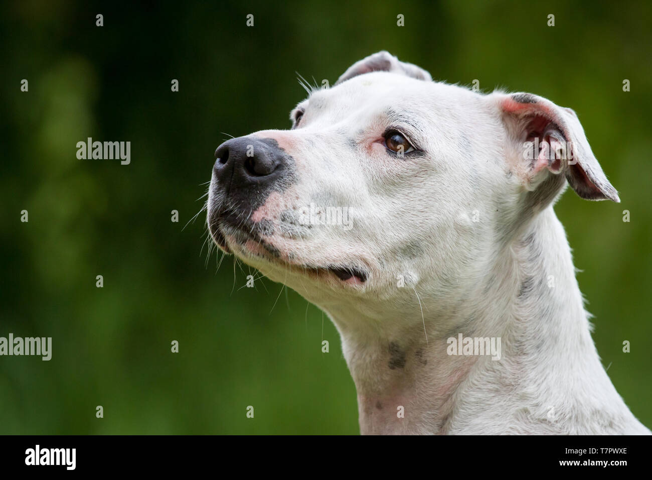 Ritratto di un bianco American Pit Bull Terrier cane femmina Foto Stock