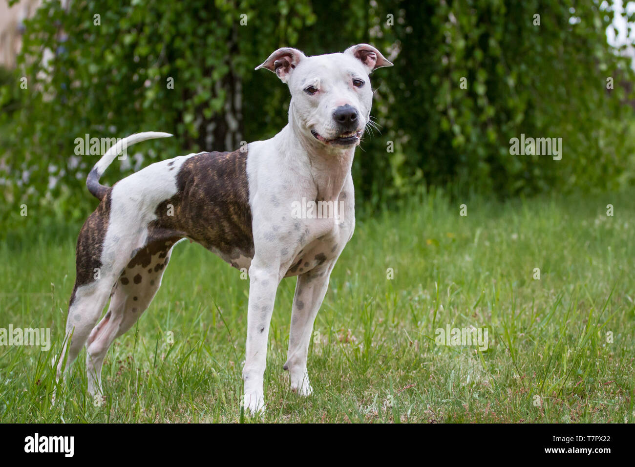 Bianco e tigrato l'American Pit Bull Terrier cane femmina in piedi in Prato Foto Stock