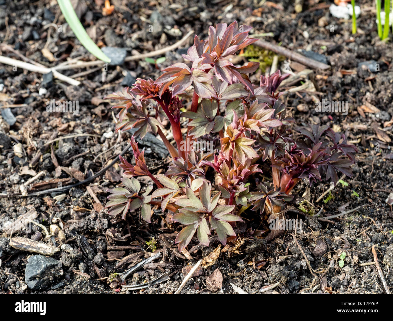 Il colore rosso brillante nuovi germogli di Dicentra spectabilis Valentine Foto Stock