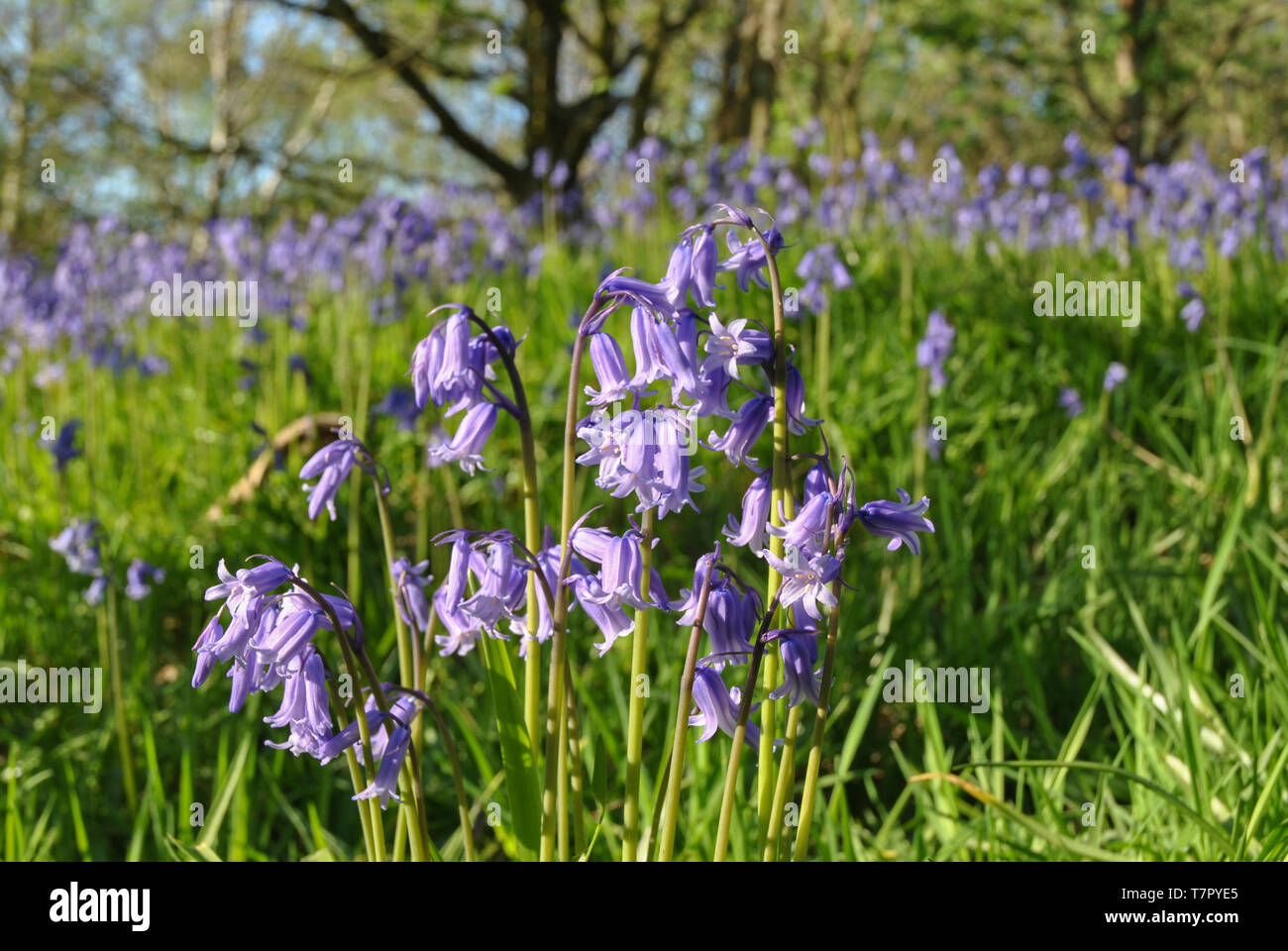Un primo piano di inglese Bluebells Hyacinthoides non scripta nel bosco a Haughmond Hill in Shropshire, Regno Unito Foto Stock
