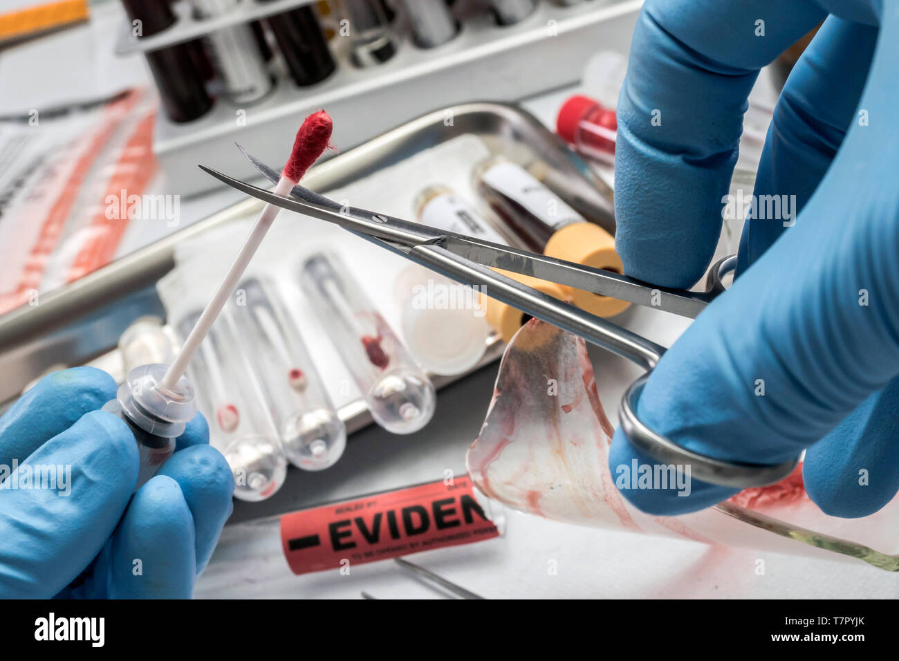 Criminologia funzionario di polizia tagli con una forbice di issopo con il campione di sangue da analizzare in laboratorio, immagine concettuale Foto Stock