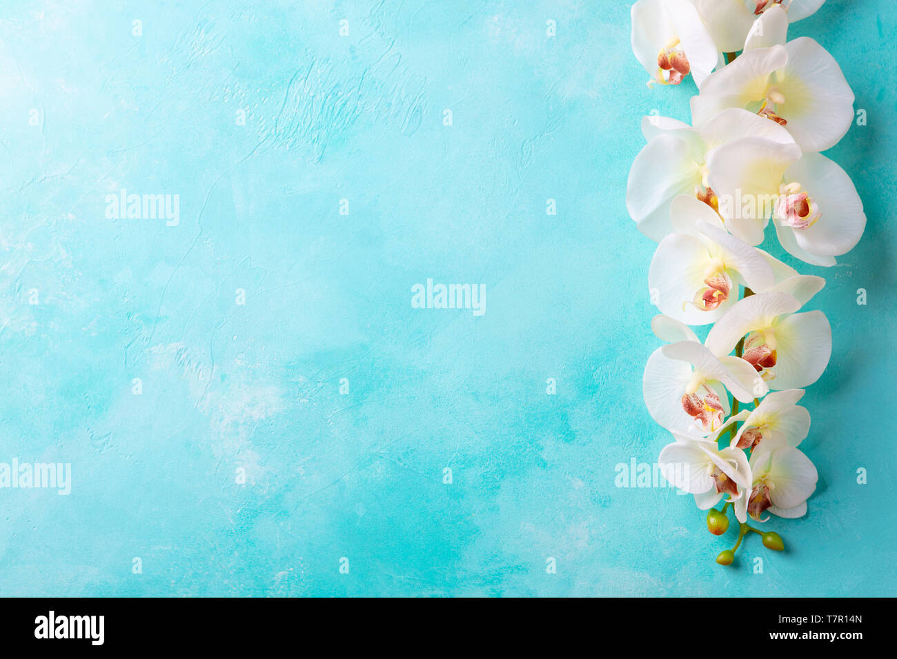 Fiori di orchidea su sfondo blu. Vista dall'alto. Copia dello spazio. Foto Stock