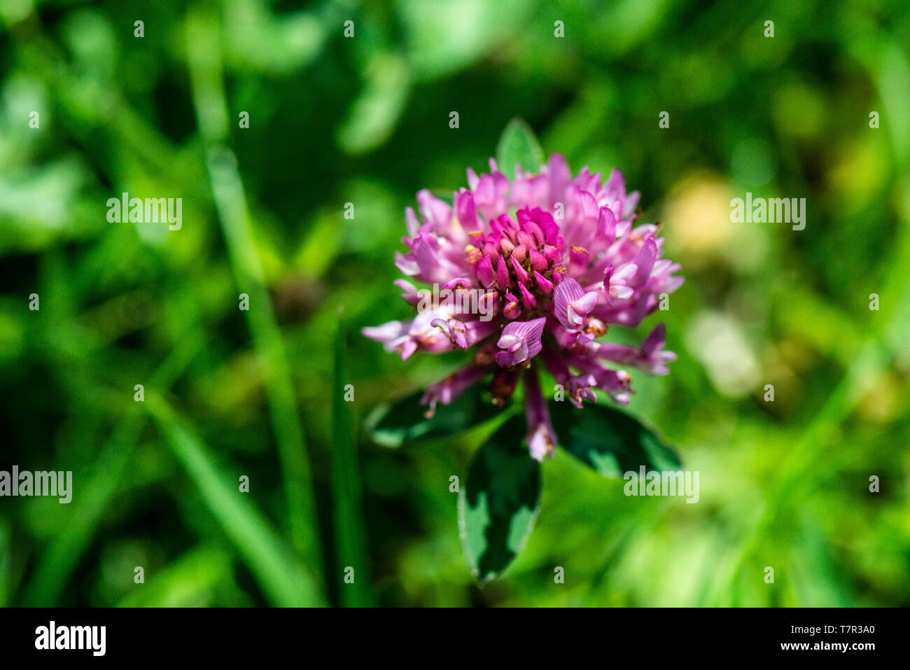 Il fiore di trifoglio rosso (Trifolium pratense) Foto Stock