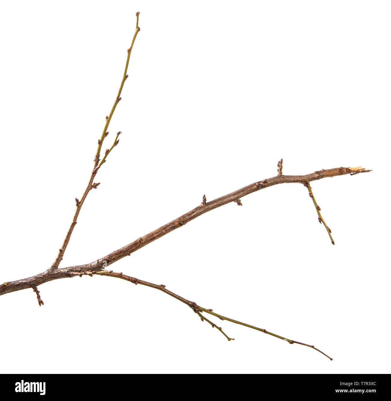 Ramo secco del susino. isolato su bianco Foto Stock