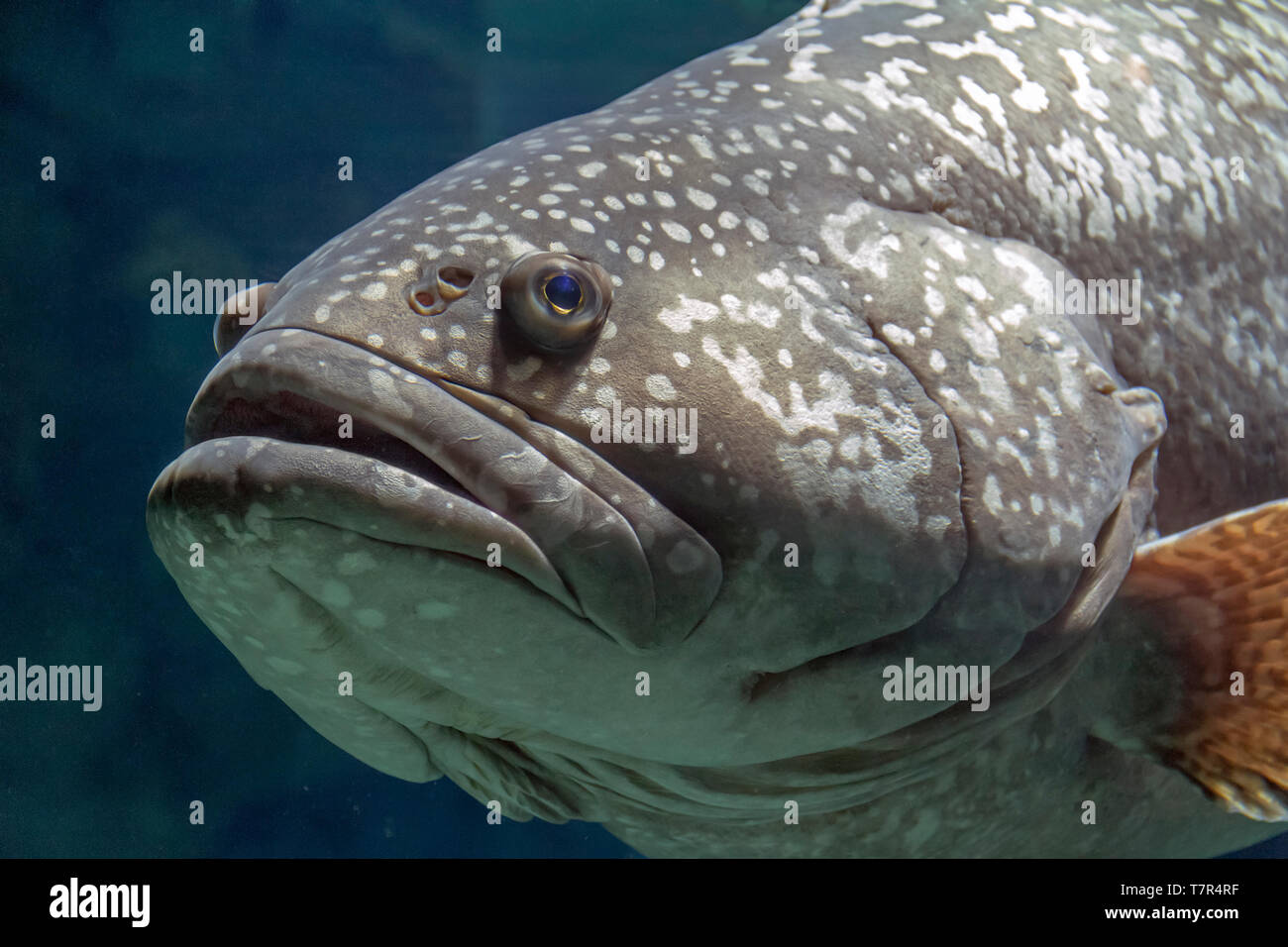 Le cernie giganti pesce ritratto oscuro ambiente acquatico Foto Stock