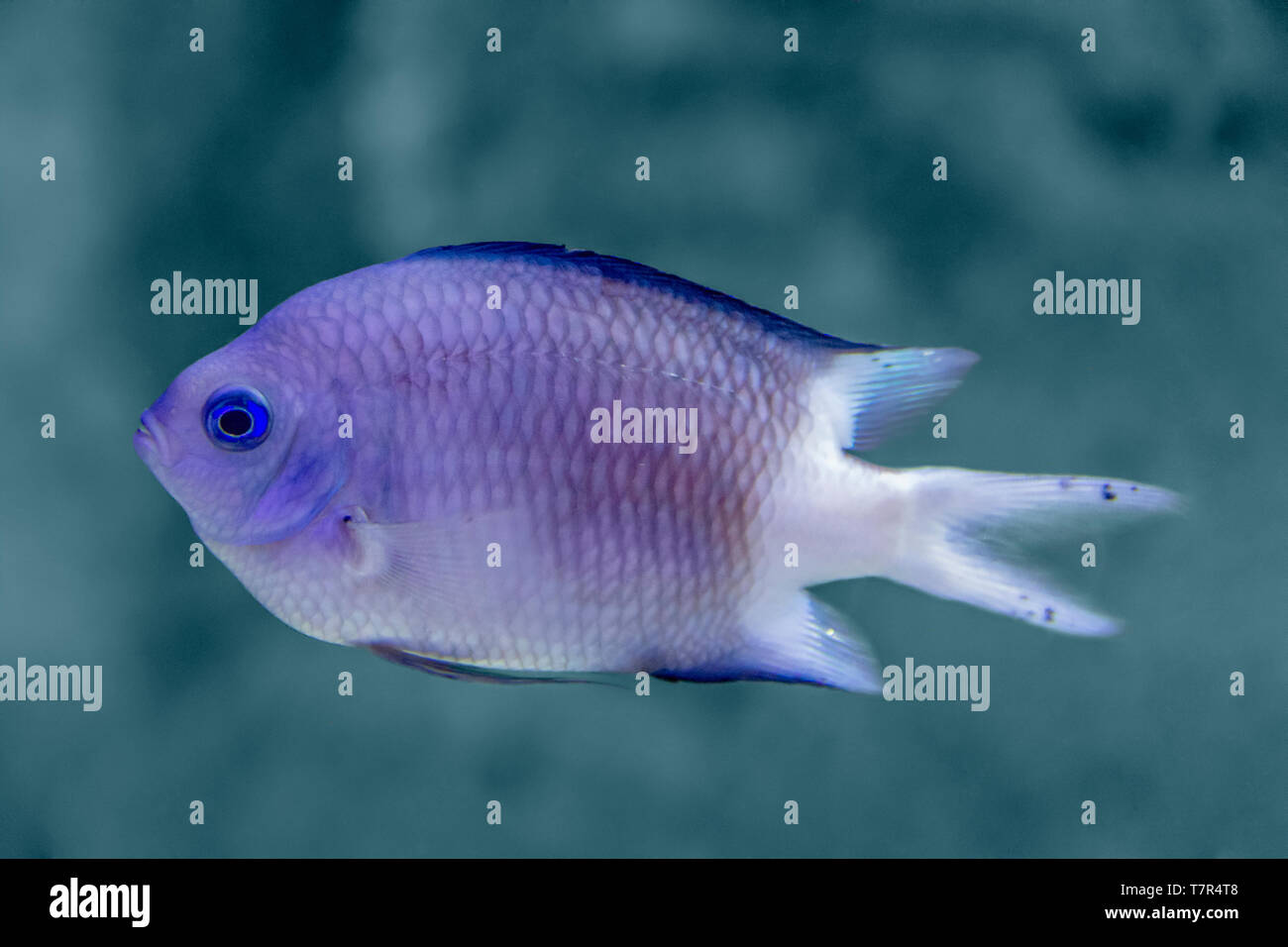 Paesaggi acquatici mostrando una barriera corallina pesci Foto Stock