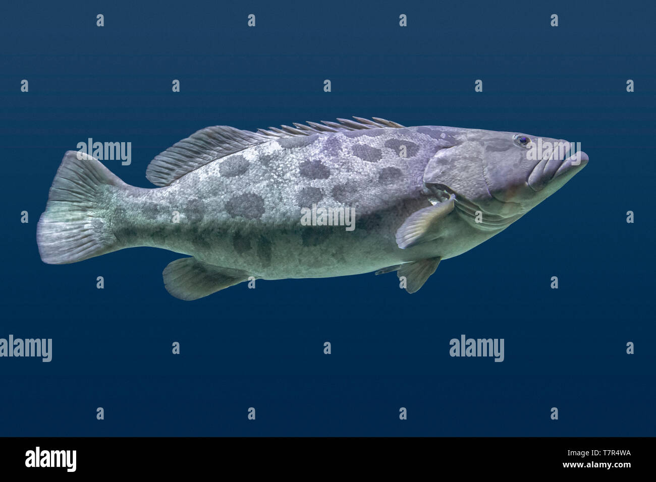 Le cernie giganti pesce che nuota nel blu ambiente acquatico Foto Stock