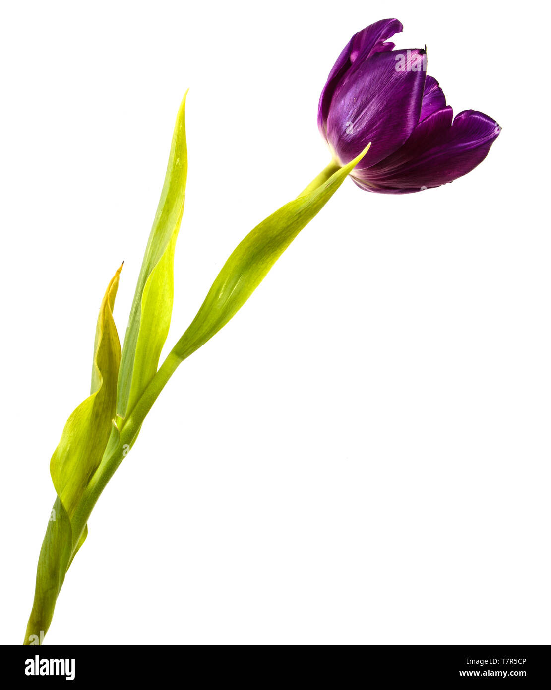 Bella tulip viola. isolato su bianco Foto Stock