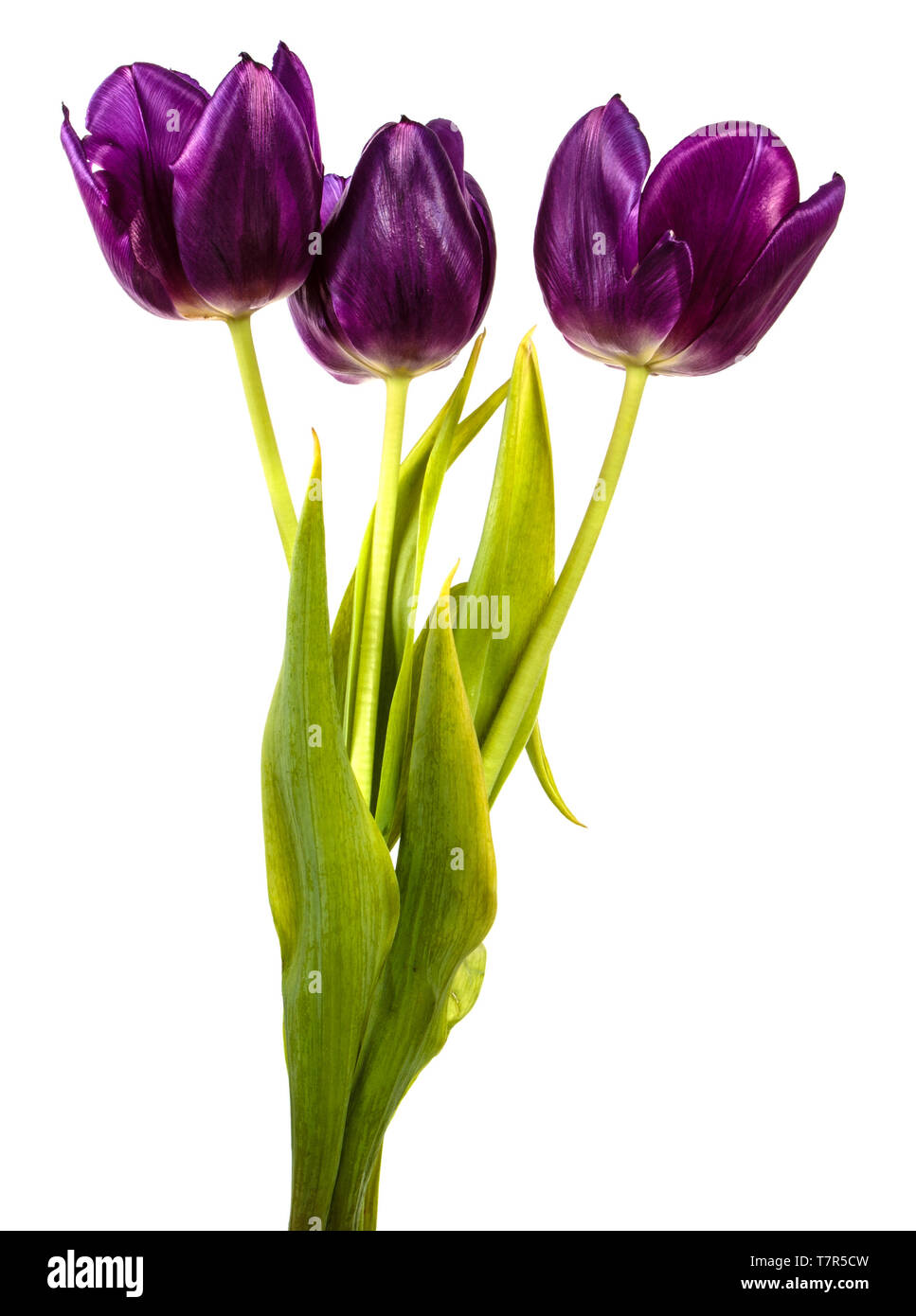 Bouquet di bella viola i tulipani. isolato su bianco Foto Stock