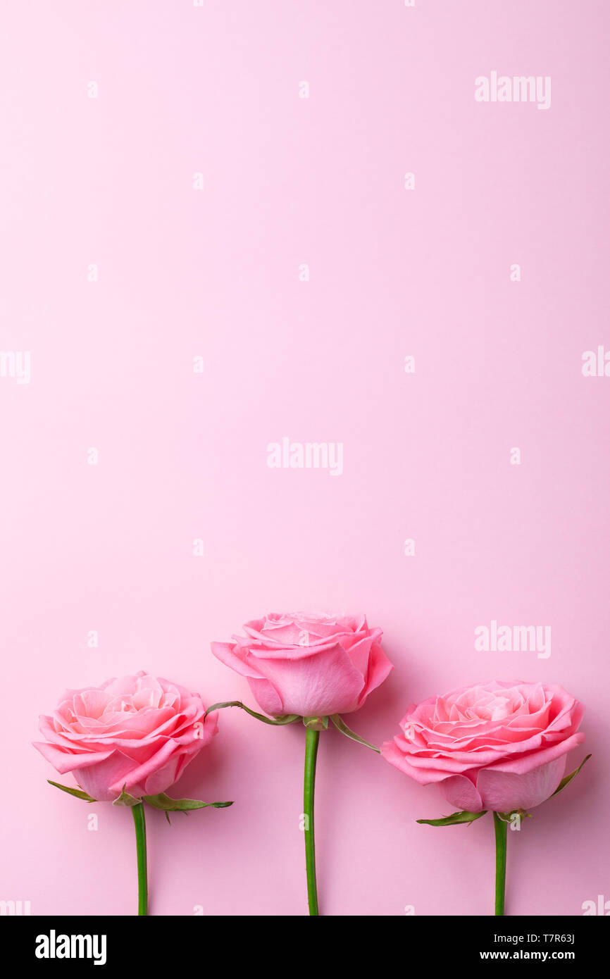 Fiore rosa su sfondo rosa. Vista dall'alto. Copia dello spazio. Foto Stock