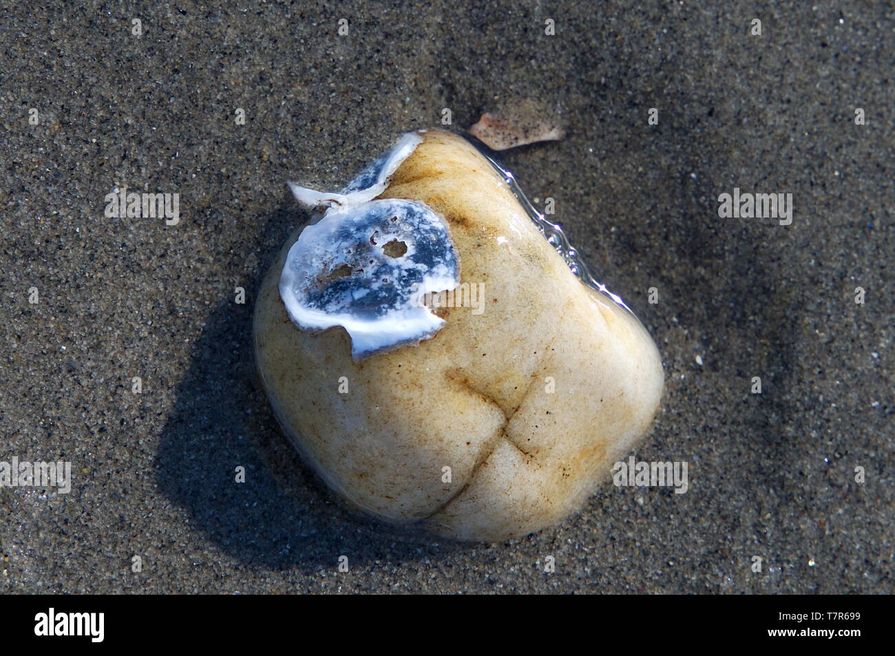 Una insolita fusione di una roccia e una conchiglia formando un teschio umano. Foto Stock