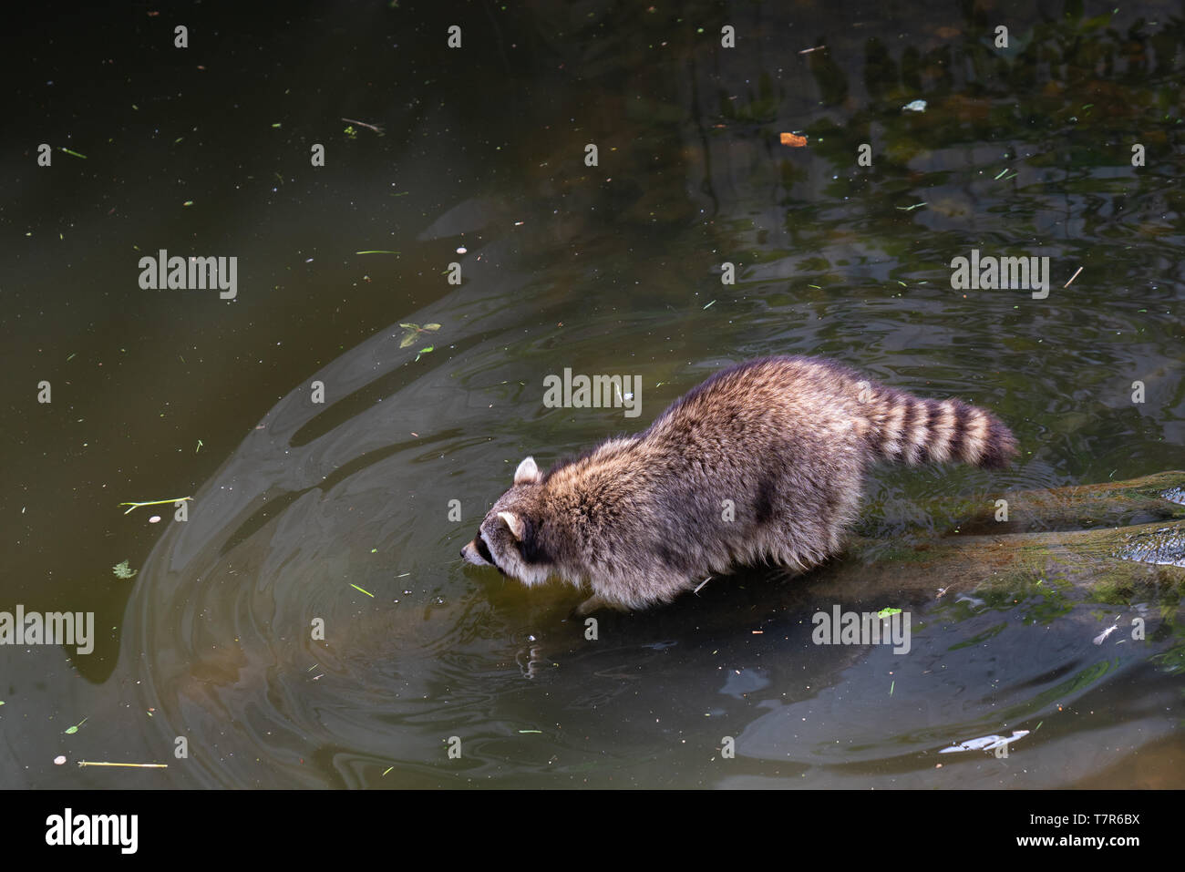 Un procione sta andando in acqua Foto Stock