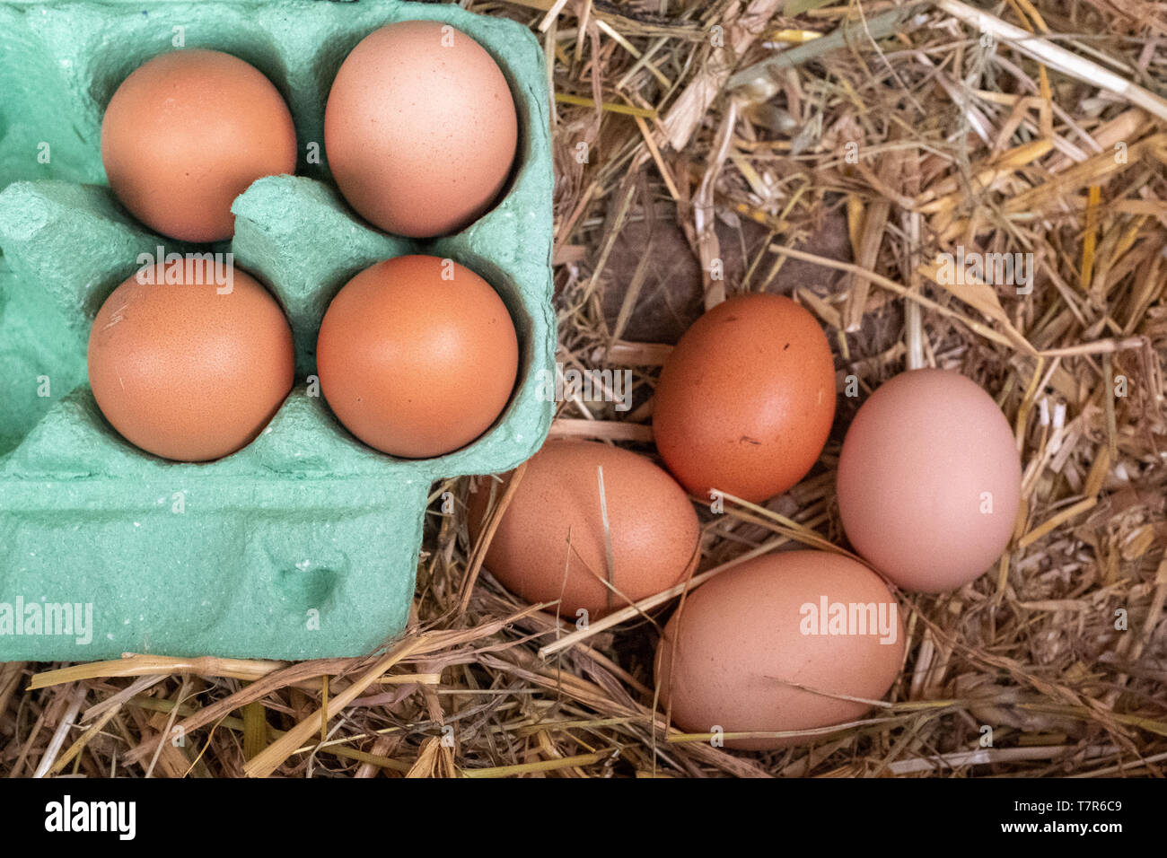 Una chiusura di una collezione di marrone polli ruspanti uova, 4 in una scatola e 4 ancora da riscuotere seduta su di un letto di paglia. Foto Stock