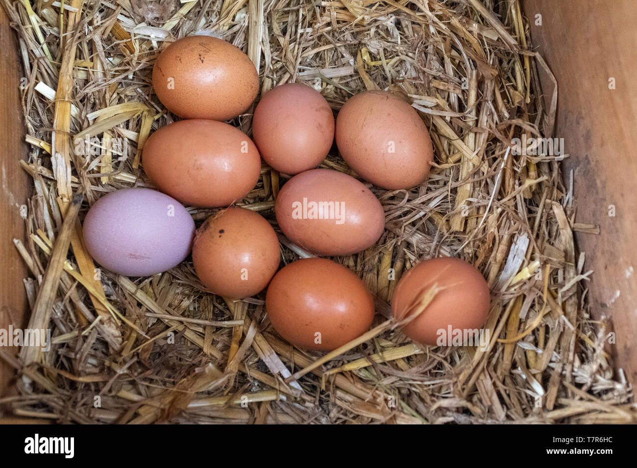 Una chiusura di una collezione di marrone polli ruspanti uova e uno viola l'uovo in attesa di essere raccolti seduta su di un letto di paglia. Foto Stock