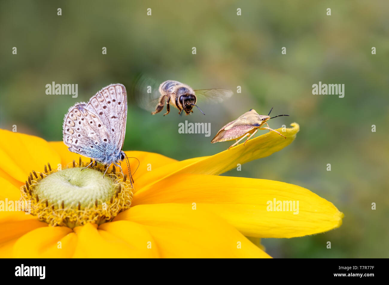 La biodiversità di insetti su un fiore, butterfly blu comune Polyommatus icarus, bee Anthophila in volo e scudo bug Carpocoris fuscispinus su Rudbeckia Foto Stock