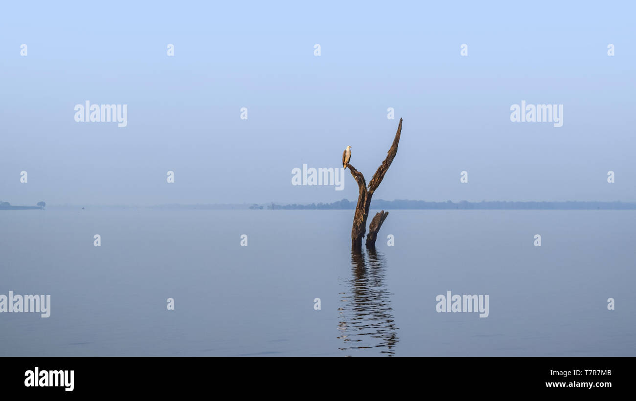 Waterside panorama comprendente un piano di appoggio eagle su un tronco di albero visto in Sri Lanka Foto Stock