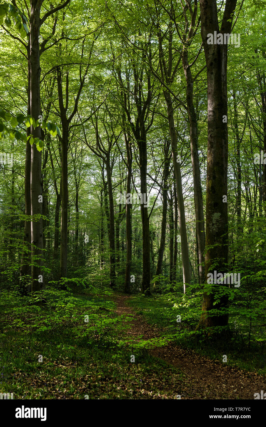 New Forest National Park, Hampshire, Regno Unito Foto Stock