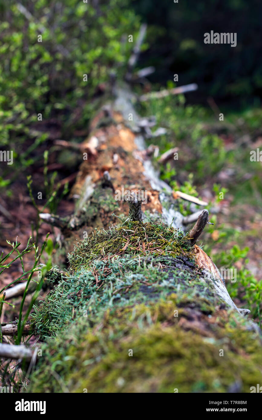 Close-up con un marcio tronco di albero giacente sul suolo coperto di licheni. Foto Stock
