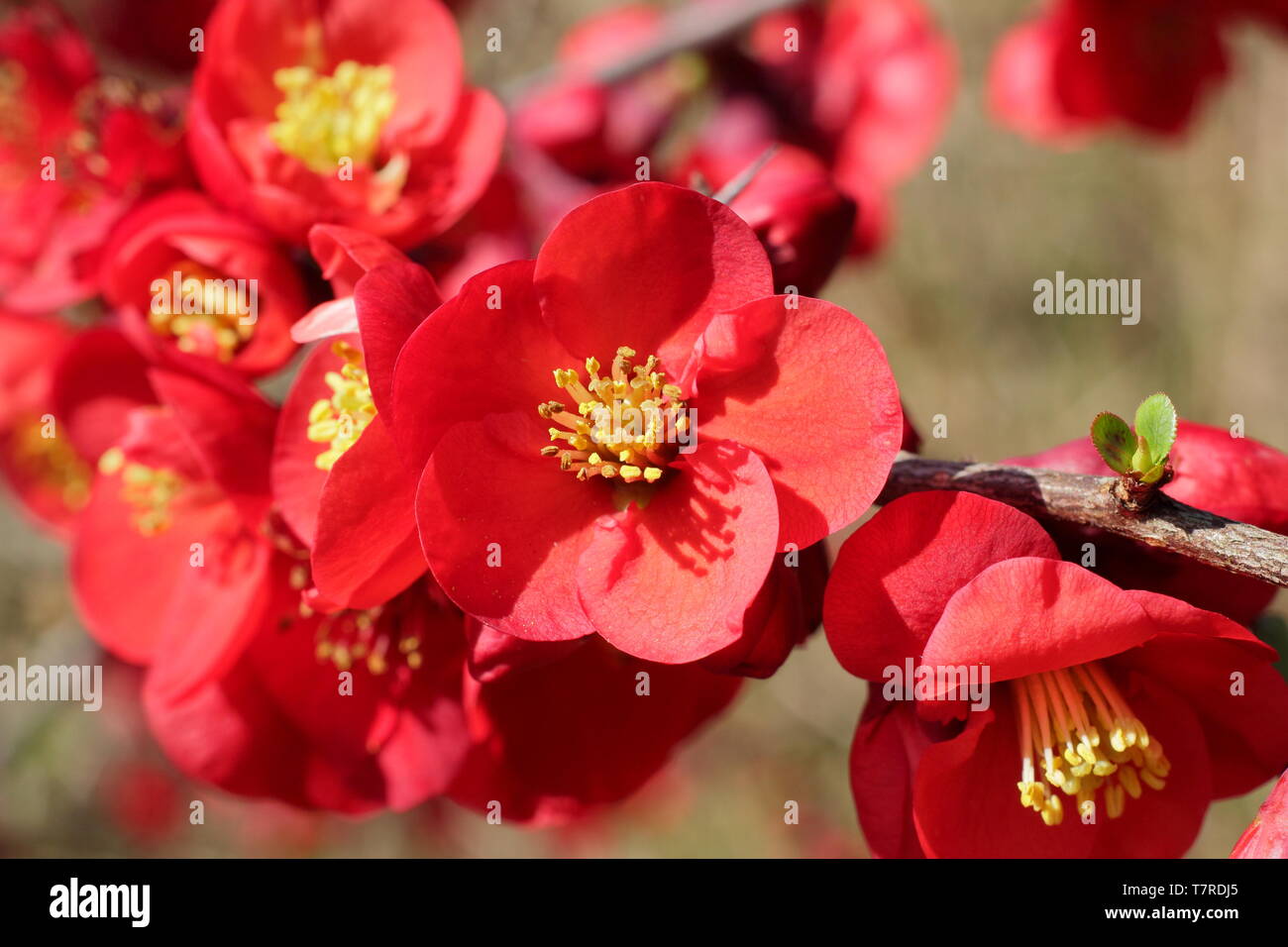 Chaenomeles x superba 'cremisi e oro". Deep crimson blossoms di cotogna giapponese 'cremisi e oro". Modulo Gas Anestetici Foto Stock