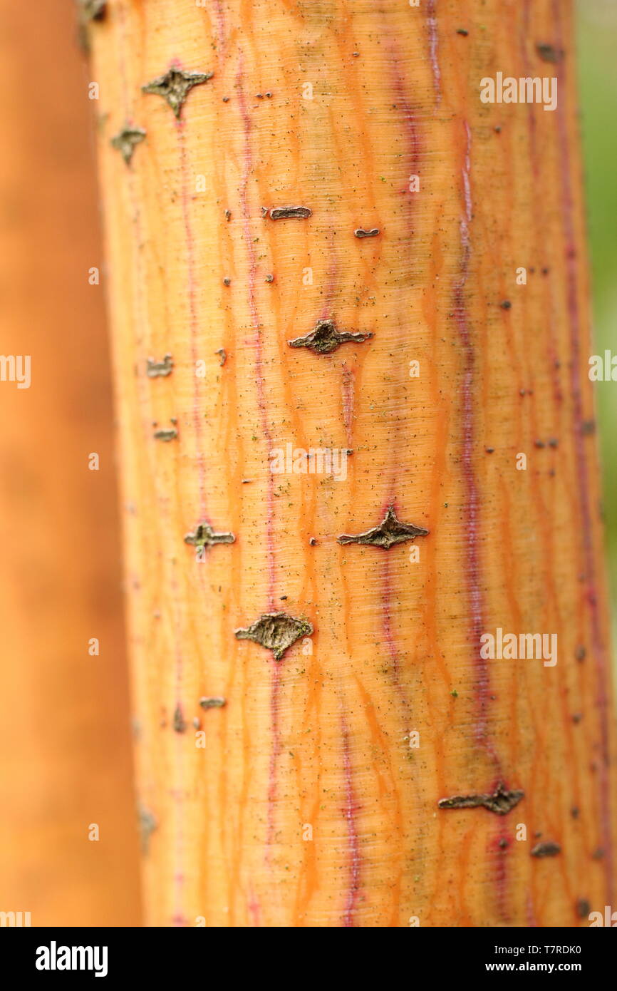 Acer conspicuum 'Phoenix'. Corteccia ornamentale di Acer 'Phoenix', un Snakebark acero, all'inizio della primavera - REGNO UNITO Foto Stock